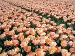 Apricot-Foxx-Field